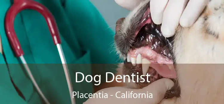 Dog Dentist Placentia - California