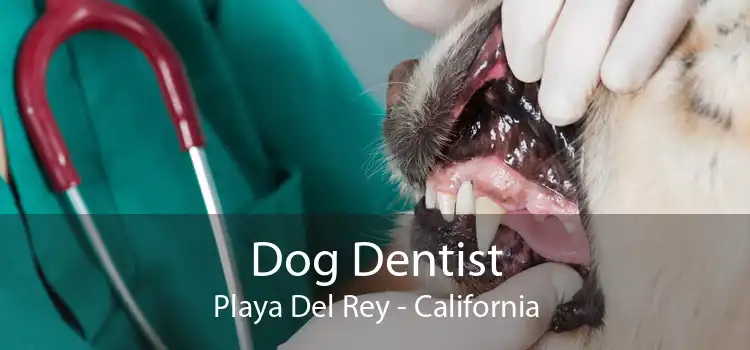 Dog Dentist Playa Del Rey - California