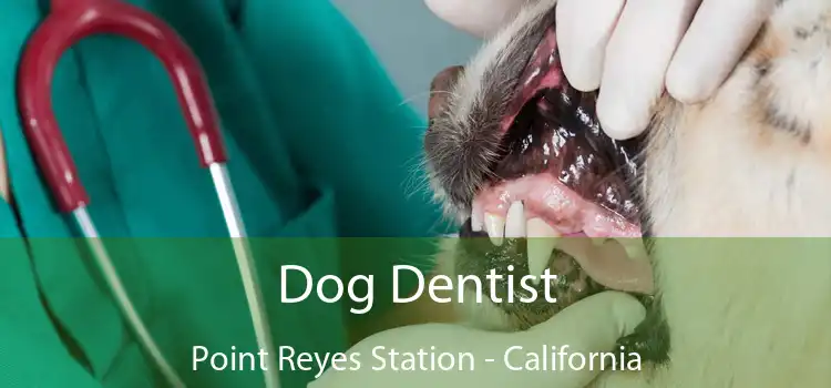 Dog Dentist Point Reyes Station - California