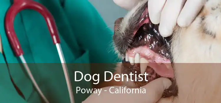 Dog Dentist Poway - California