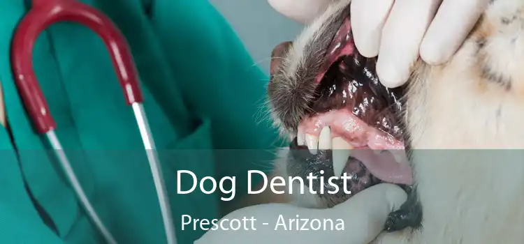 Dog Dentist Prescott - Arizona
