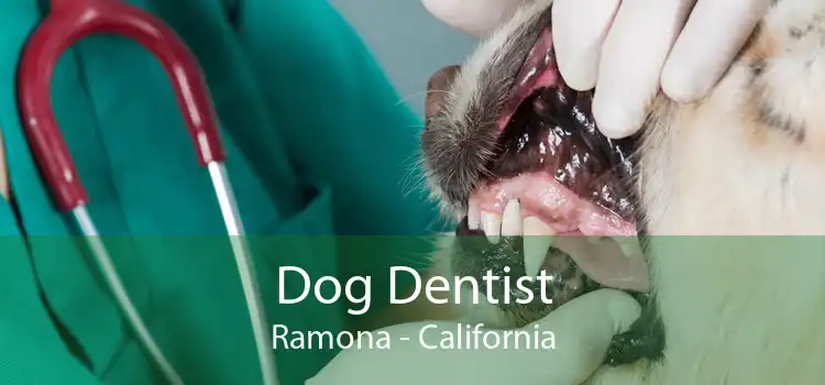 Dog Dentist Ramona - California