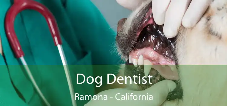 Dog Dentist Ramona - California