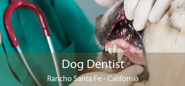 Dog Dentist Rancho Santa Fe - California