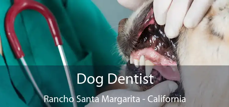 Dog Dentist Rancho Santa Margarita - California