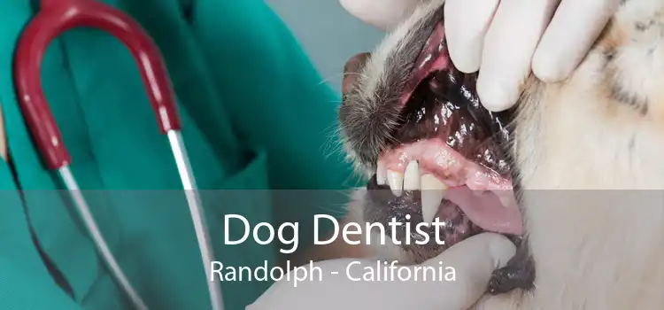 Dog Dentist Randolph - California