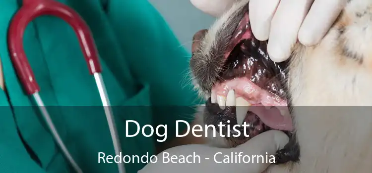 Dog Dentist Redondo Beach - California