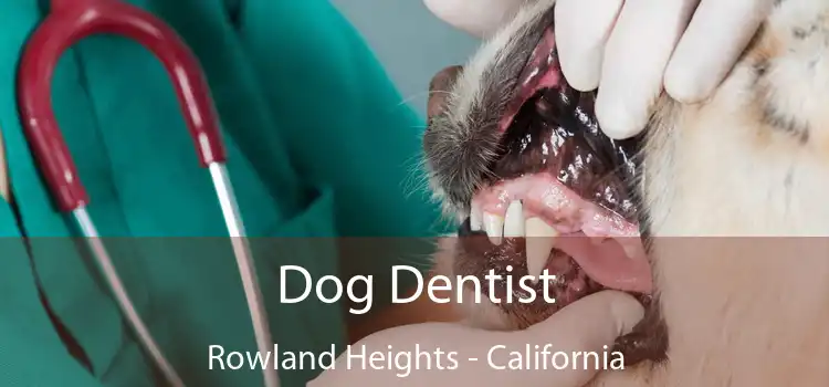Dog Dentist Rowland Heights - California