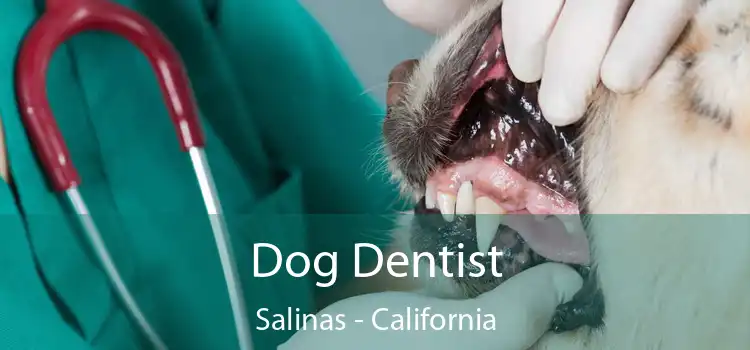 Dog Dentist Salinas - California