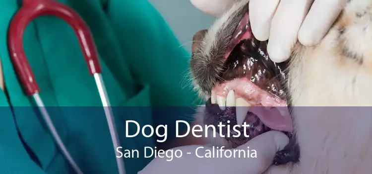 Dog Dentist San Diego - California