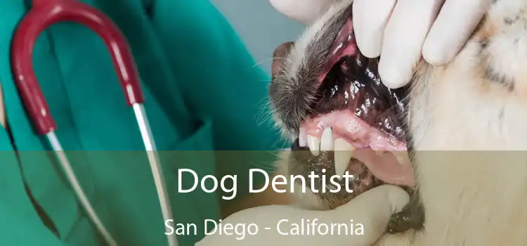 Dog Dentist San Diego - California