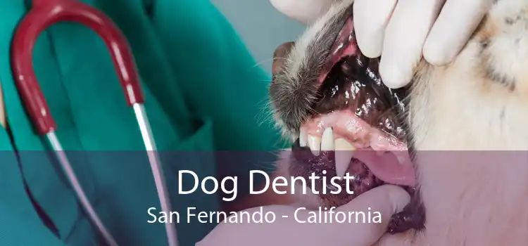 Dog Dentist San Fernando - California