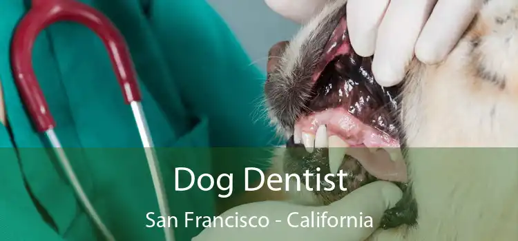 Dog Dentist San Francisco - California