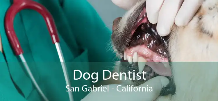 Dog Dentist San Gabriel - California