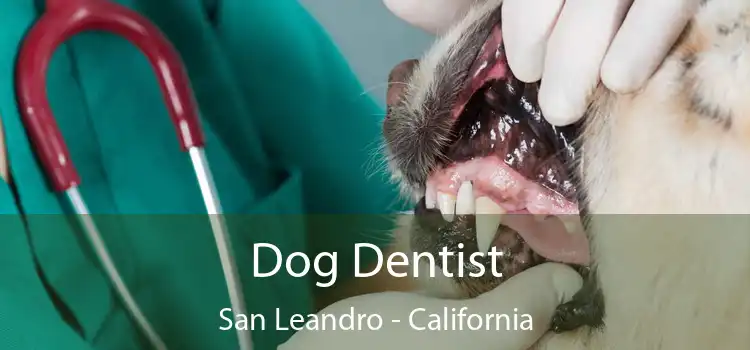Dog Dentist San Leandro - California