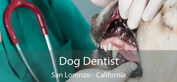 Dog Dentist San Lorenzo - California