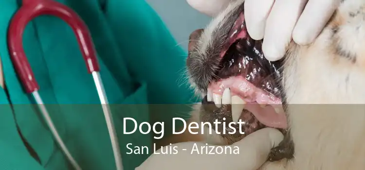 Dog Dentist San Luis - Arizona