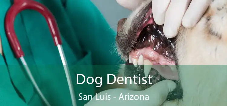 Dog Dentist San Luis - Arizona