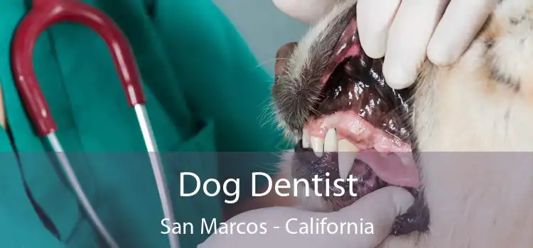 Dog Dentist San Marcos - California