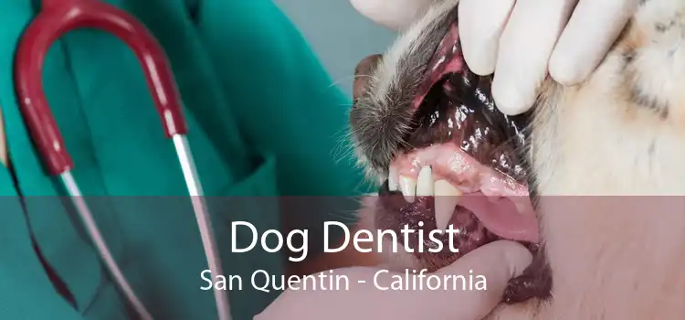 Dog Dentist San Quentin - California