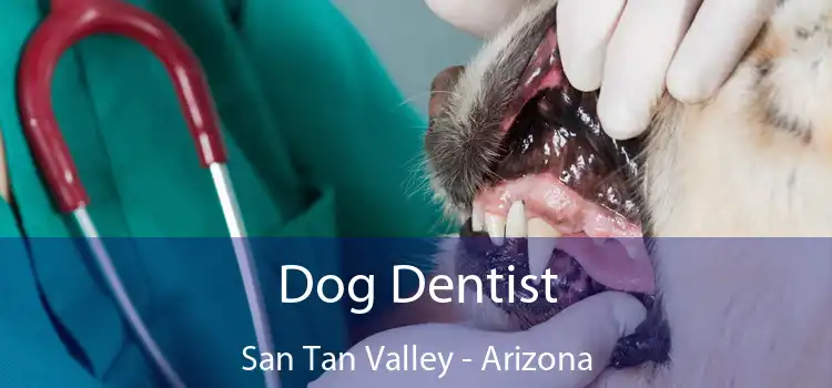 Dog Dentist San Tan Valley - Arizona