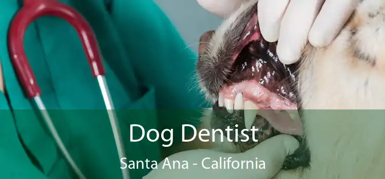 Dog Dentist Santa Ana - California