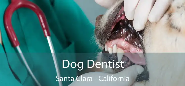 Dog Dentist Santa Clara - California