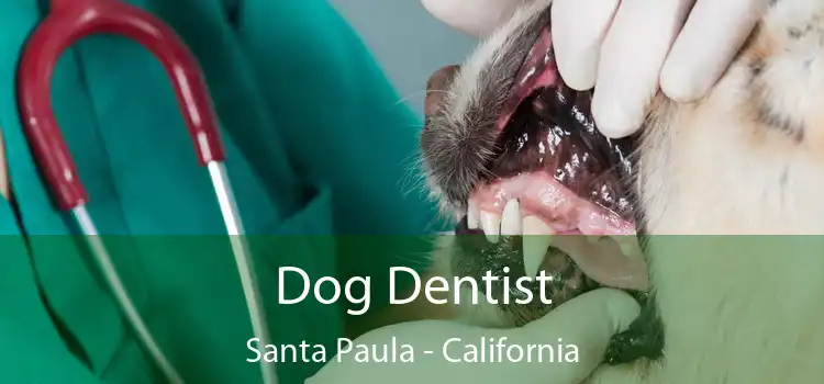 Dog Dentist Santa Paula - California
