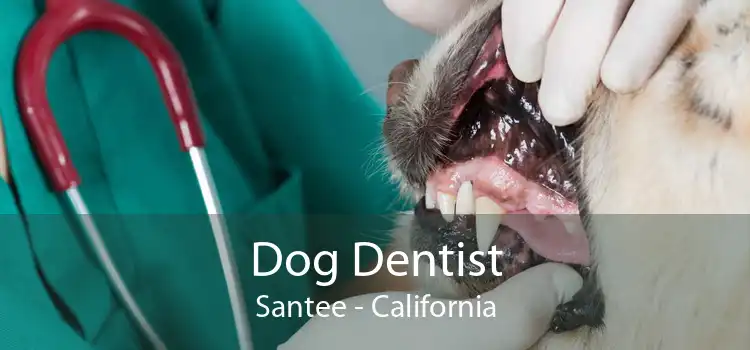 Dog Dentist Santee - California
