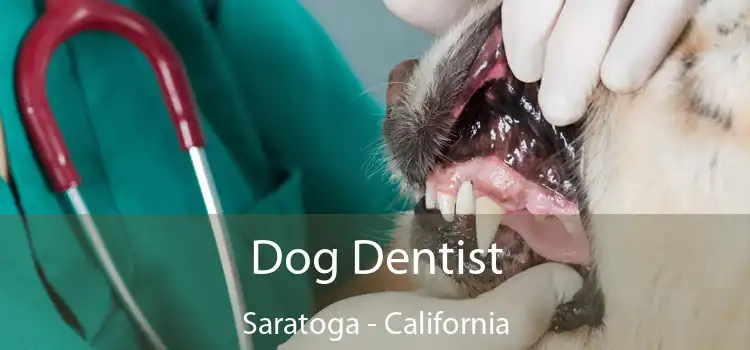 Dog Dentist Saratoga - California
