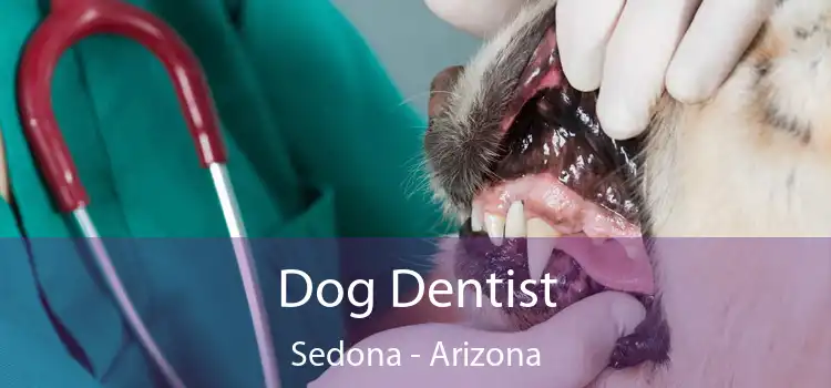 Dog Dentist Sedona - Arizona