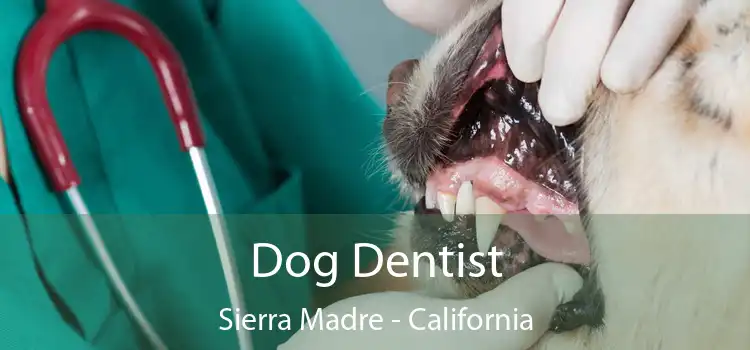 Dog Dentist Sierra Madre - California