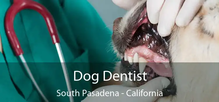 Dog Dentist South Pasadena - California