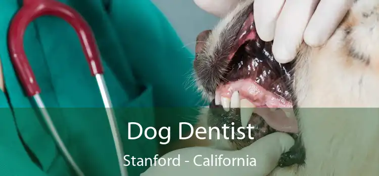 Dog Dentist Stanford - California
