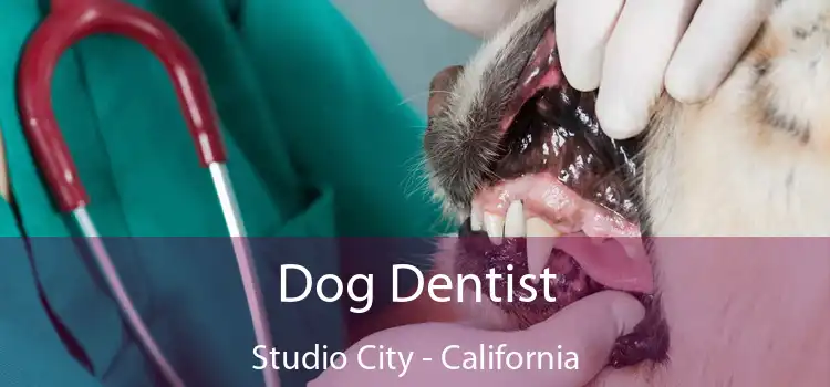Dog Dentist Studio City - California