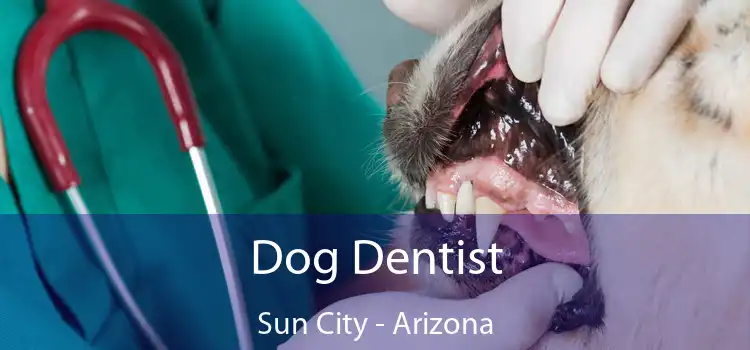 Dog Dentist Sun City - Arizona