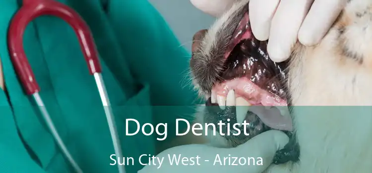 Dog Dentist Sun City West - Arizona