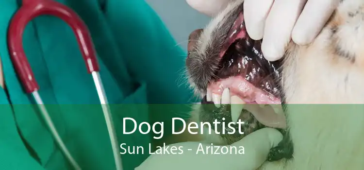 Dog Dentist Sun Lakes - Arizona