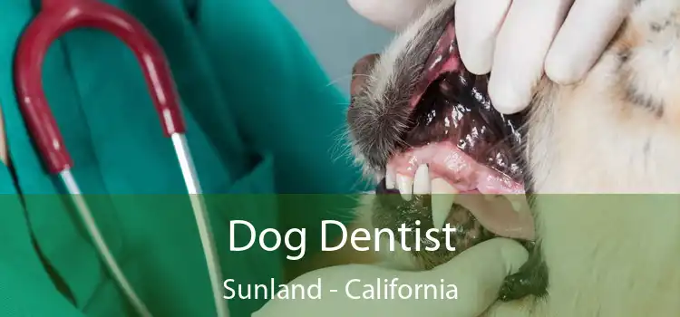 Dog Dentist Sunland - California