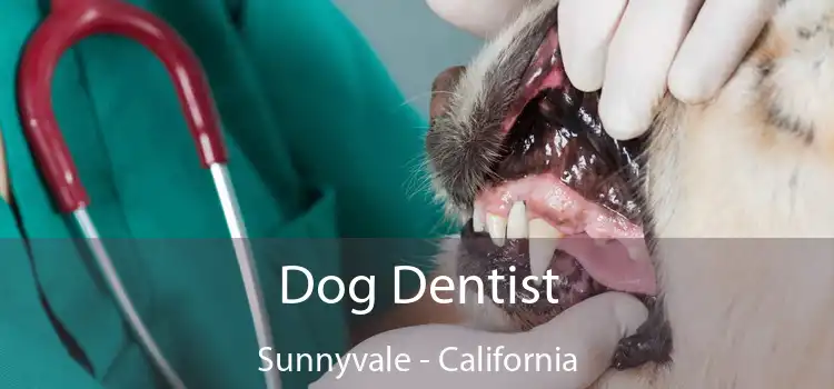 Dog Dentist Sunnyvale - California