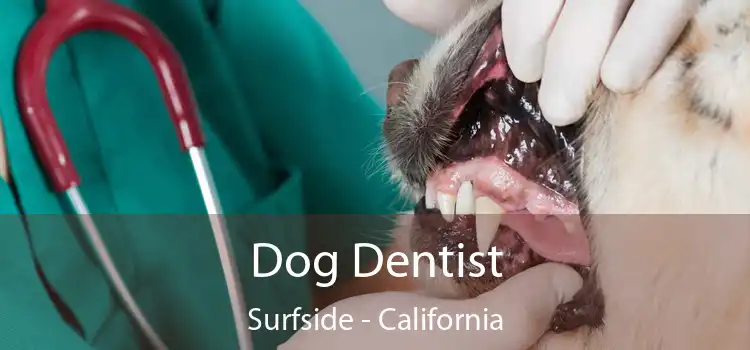 Dog Dentist Surfside - California