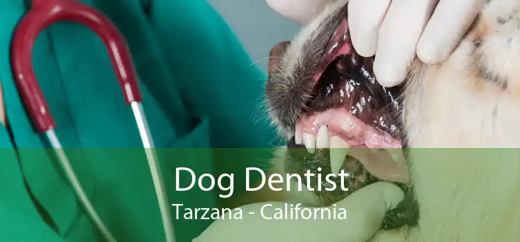 Dog Dentist Tarzana - California