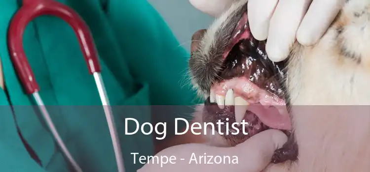 Dog Dentist Tempe - Arizona
