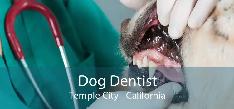 Dog Dentist Temple City - California