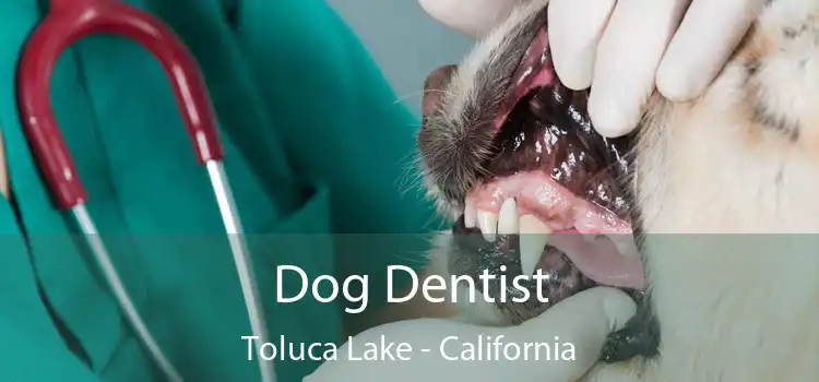 Dog Dentist Toluca Lake - California