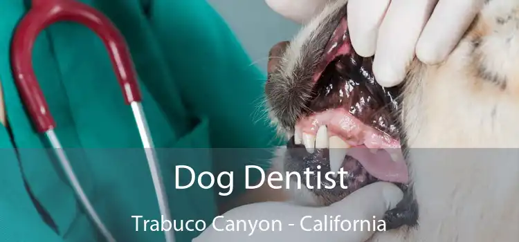 Dog Dentist Trabuco Canyon - California