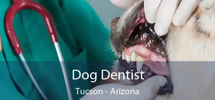 Dog Dentist Tucson - Arizona