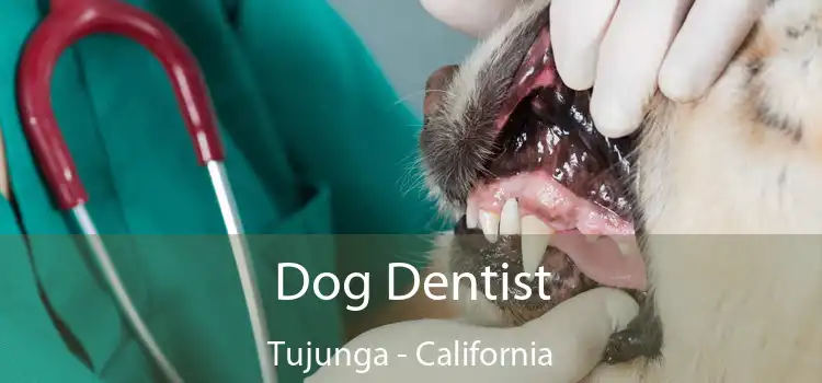 Dog Dentist Tujunga - California