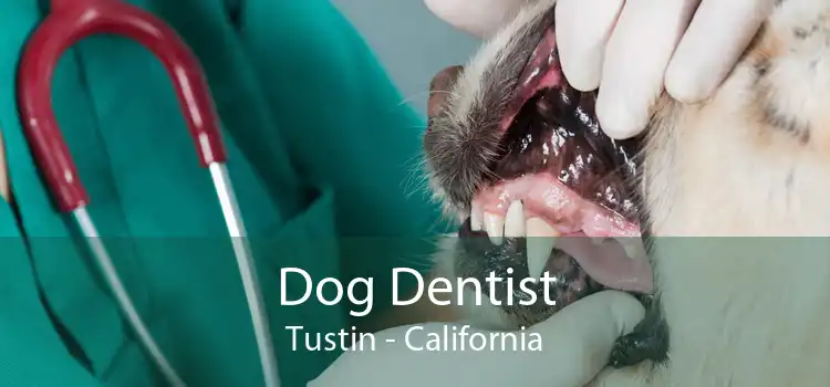 Dog Dentist Tustin - California