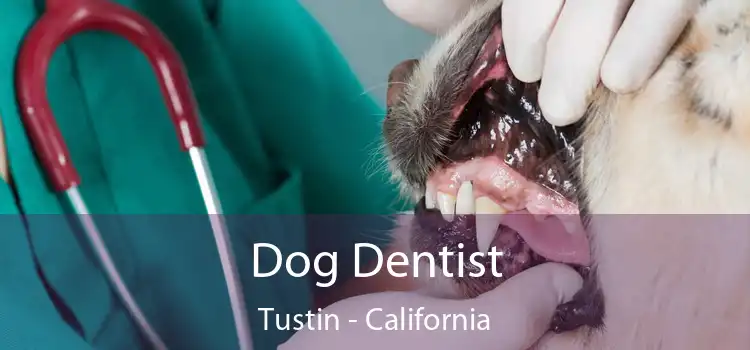 Dog Dentist Tustin - California